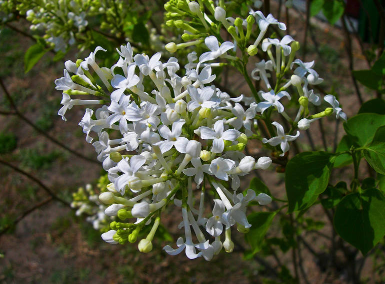 DSCN5825-3.jpg