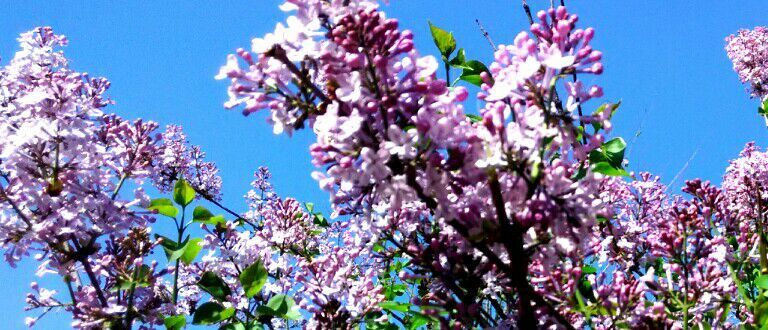 QQͼƬ20150504110251.jpg