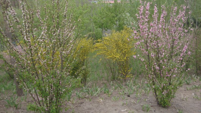 DSC09020_conew1.jpg