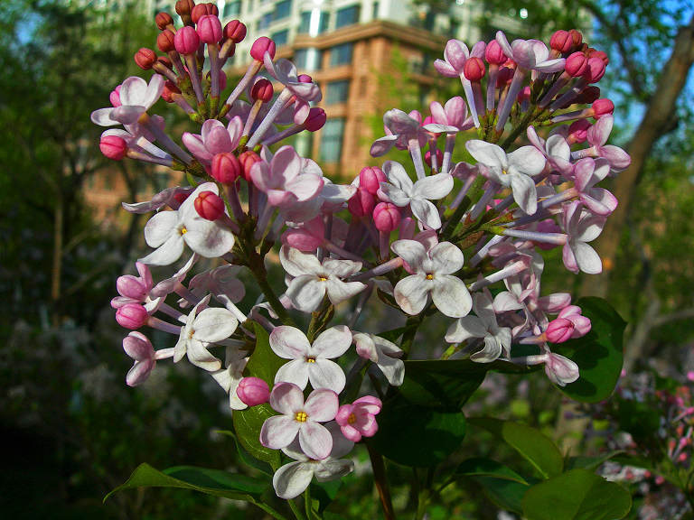 DSCN5896-3.jpg