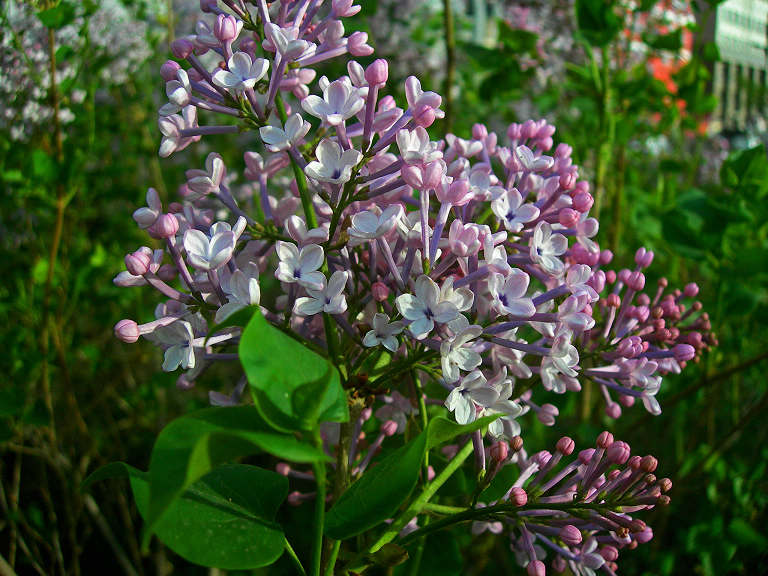 DSCN5907-3.jpg