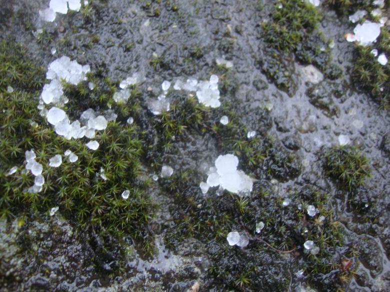 DSC09520_conew1.jpg