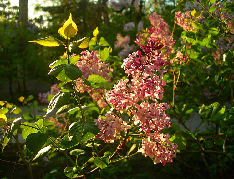 1-DSCN6501-3.jpg