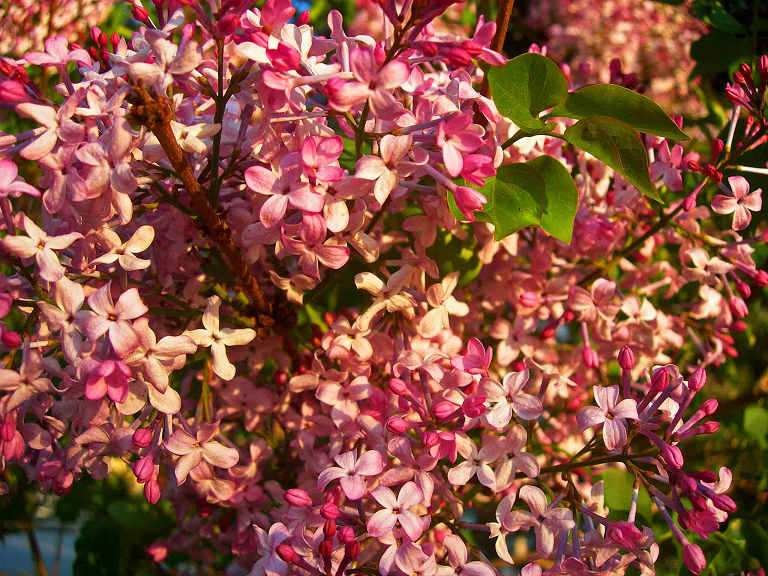 DSCN6463-3.jpg