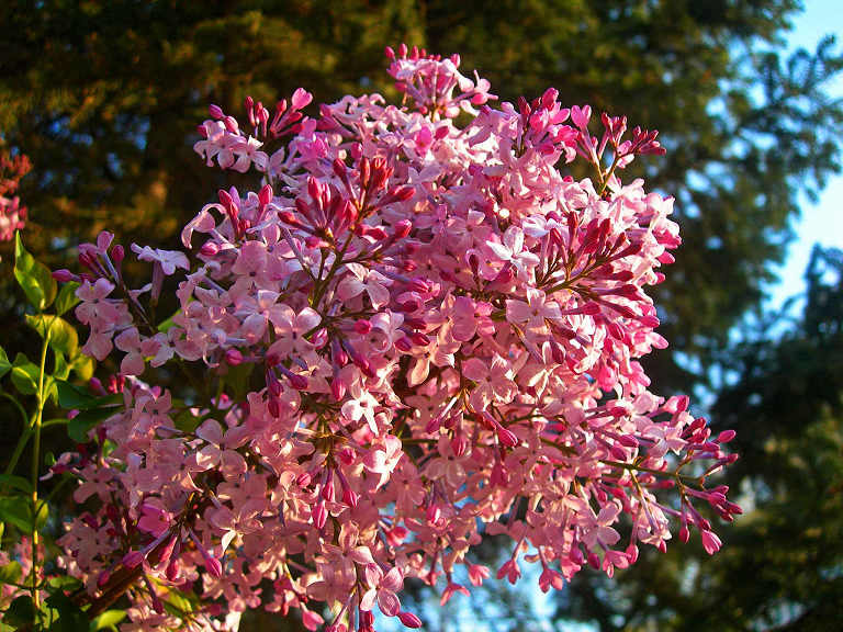 DSCN6465-3.jpg