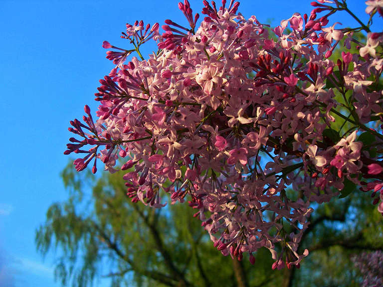 DSCN6468-3.jpg