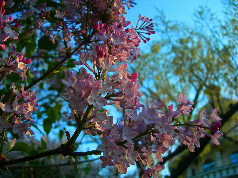 DSCN6473-3.jpg