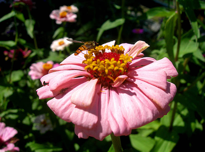 DSCN5388-3.jpg