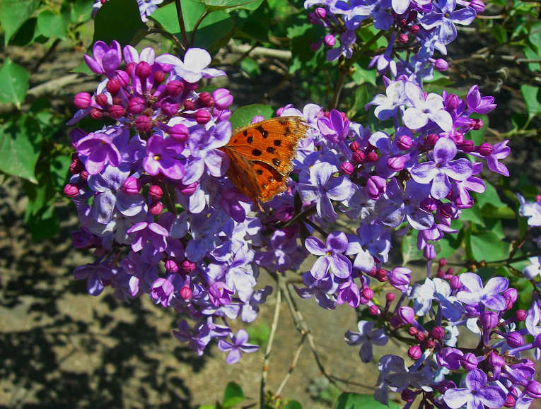 DSCN6783-3.jpg
