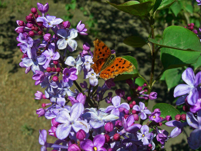DSCN6791-3.jpg