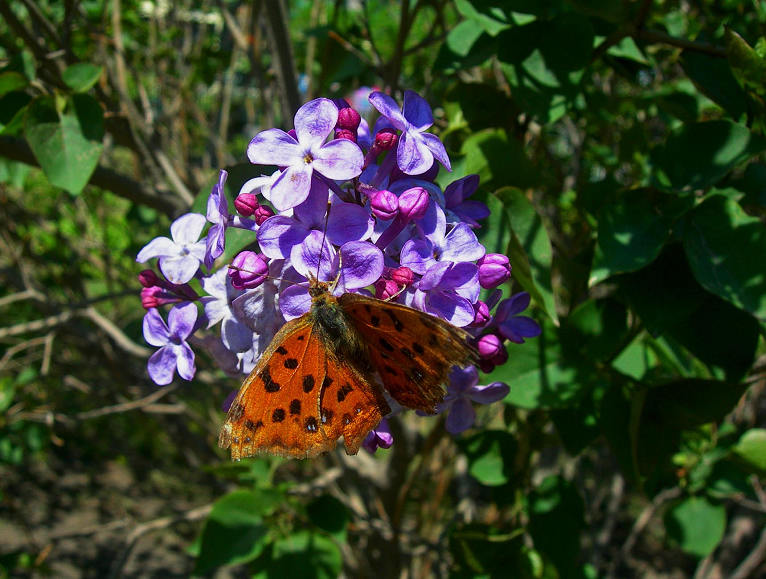 DSCN6794-3.jpg