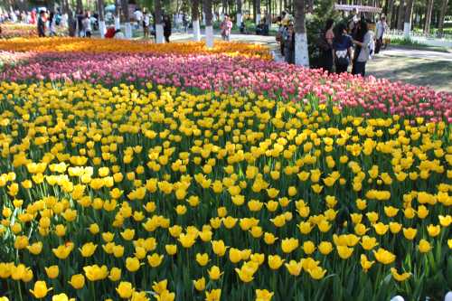 IMG_3007_conew1.jpg