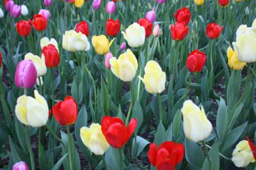 IMG_3066_conew1.jpg