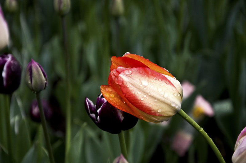 DSC_2691_ͼ_С.jpg