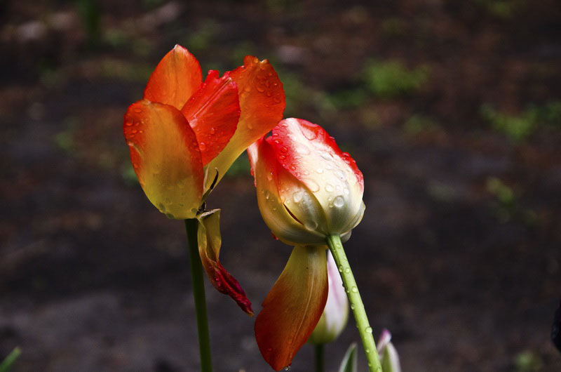DSC_2727_ͼ_С.jpg