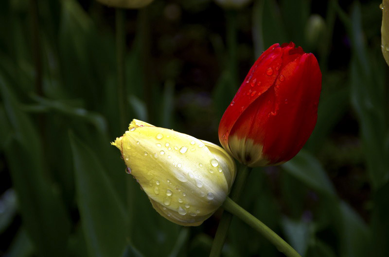 DSC_2732_ͼ_С.jpg