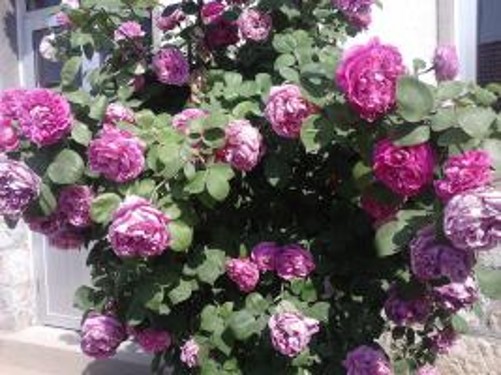 psb (1)_conew1.jpg