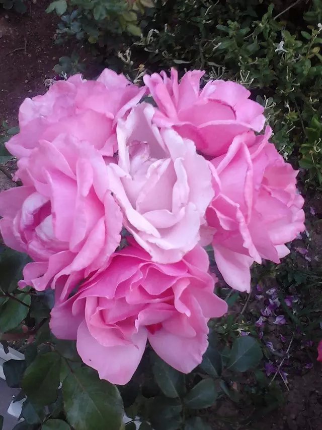 psb (9).jpg
