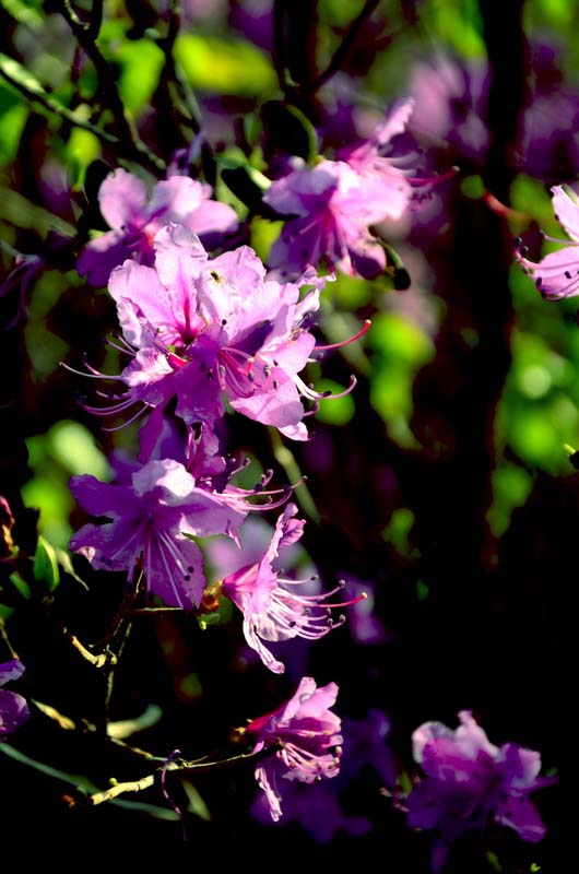 DSC_2024_ͼ_С.jpg
