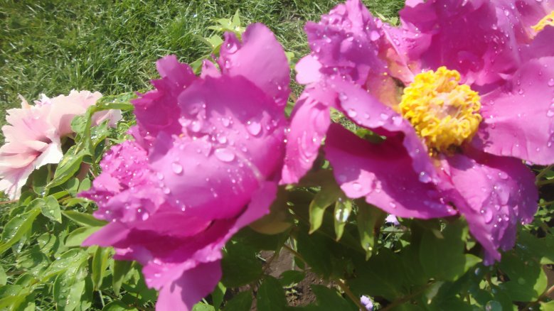 DSC00137_conew1.jpg