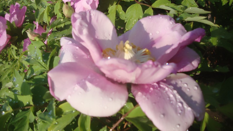 DSC00138_conew1.jpg