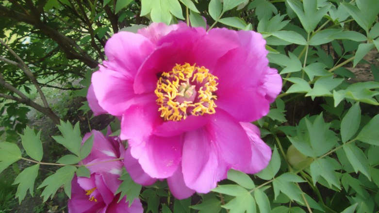 DSC00192_conew2.jpg