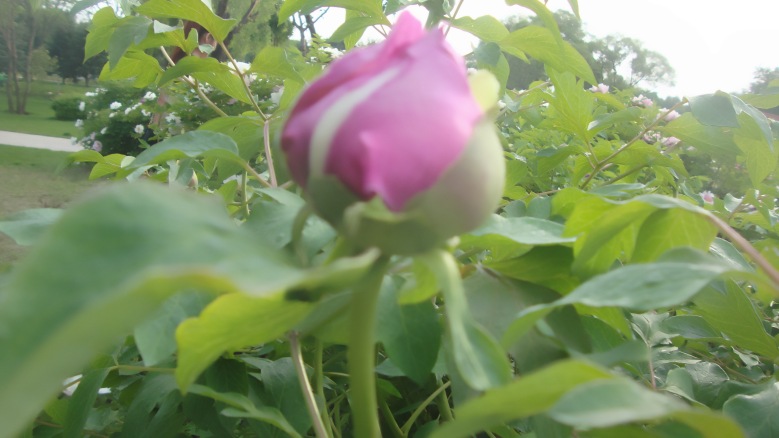 DSC00189_conew1.jpg