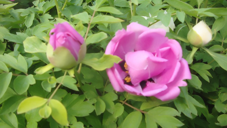 DSC00176_conew1.jpg