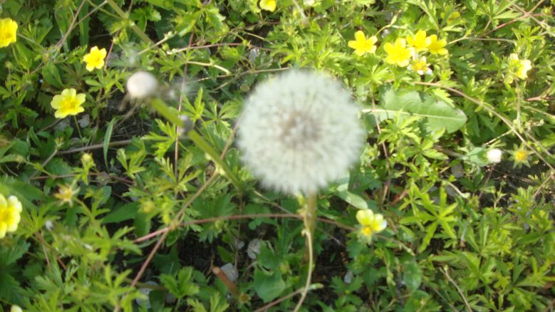 DSC00116_conew1.jpg