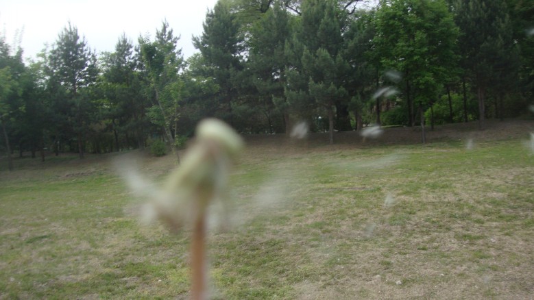 DSC00205_conew1.jpg