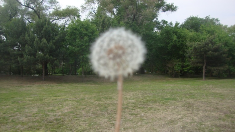 DSC00203_conew1.jpg