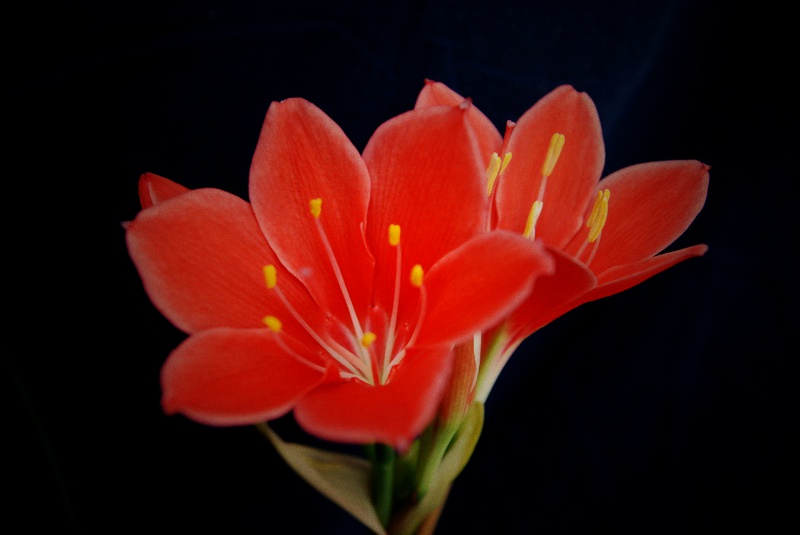 DSC_2698_СС.JPG