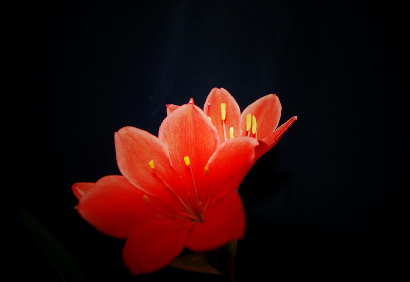 DSC_2678_СС.jpg