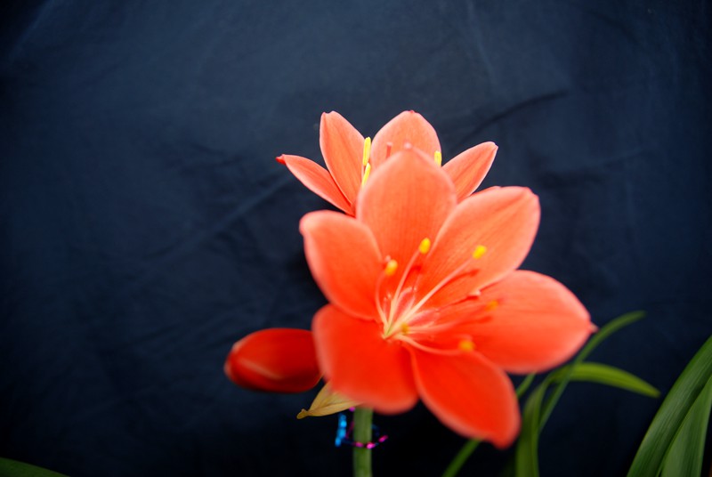 DSC_2679_.jpg