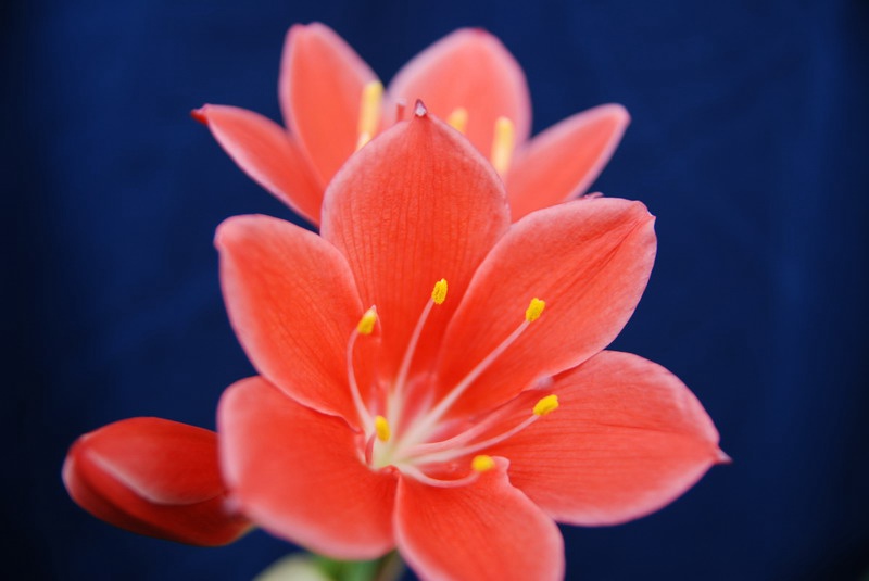 DSC_2685_СС.JPG