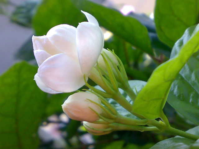 2253_5.jpg