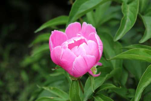 IMG_0179_conew1.jpg