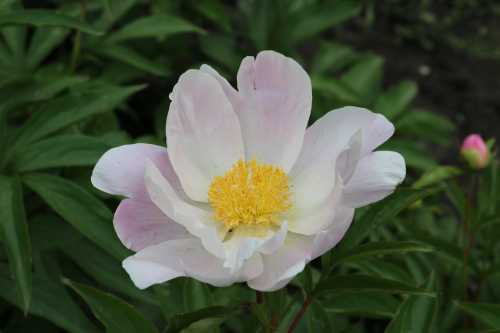 IMG_0181_conew1.jpg