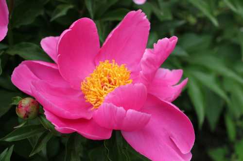 IMG_0183_conew1.jpg
