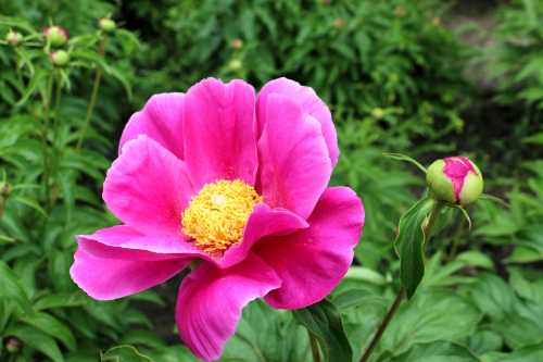 IMG_0205_conew1.jpg