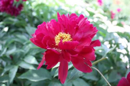 IMG_3477_conew1.jpg