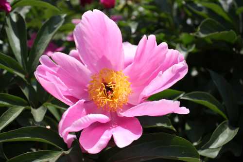IMG_3478_conew1.jpg