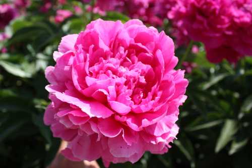 IMG_3479_conew1.jpg