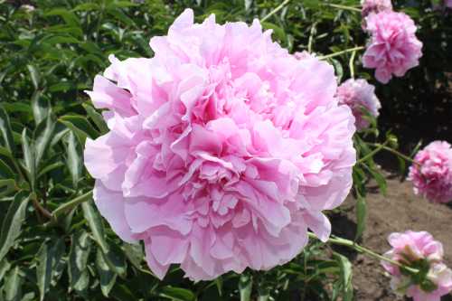 IMG_3483_conew1.jpg