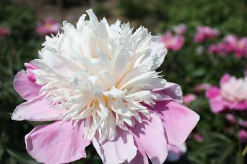 IMG_3484_conew1.jpg