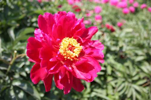 IMG_3489_conew1.jpg