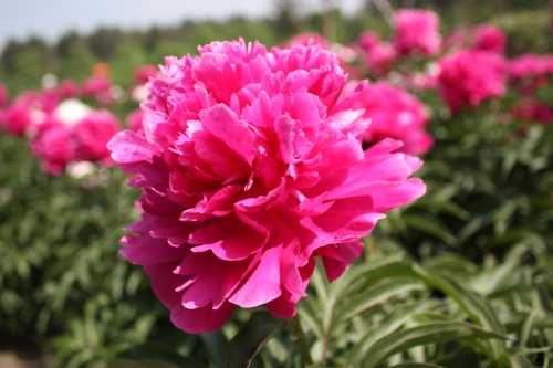 IMG_3490_conew1.jpg