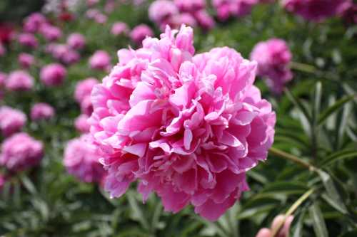 IMG_3491_conew1.jpg