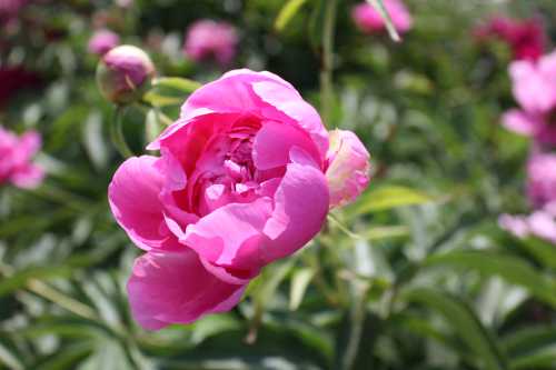 IMG_3492_conew1.jpg