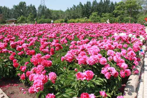 IMG_3496_conew1.jpg